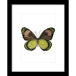 Tablou: Fluture PRINT