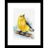 Tablou: Birdy PRINT