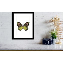 Tablou: Fluture PRINT